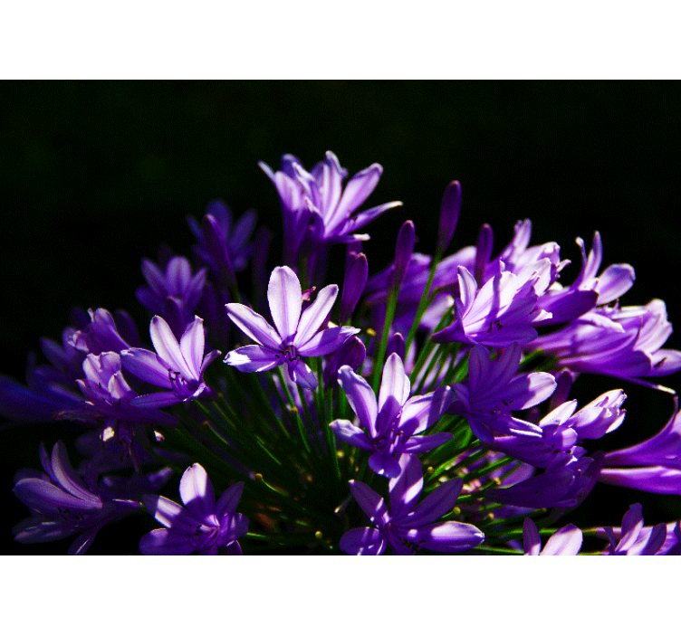 Tapisserie fleur beauté florale violette - TenStickers