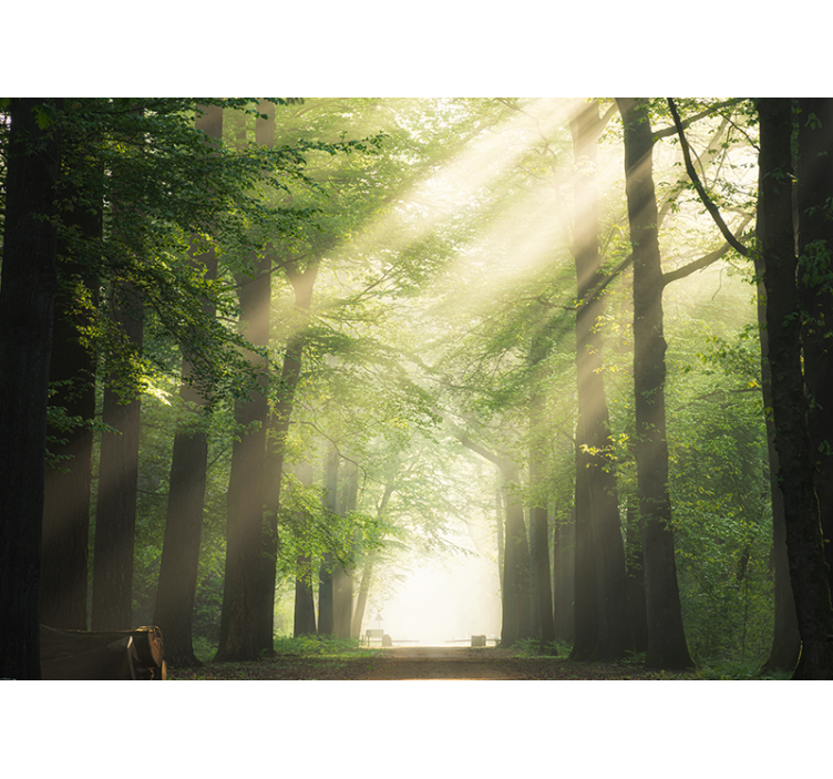 Tapisserie forêt bois verdoyant Éclatant - TenStickers