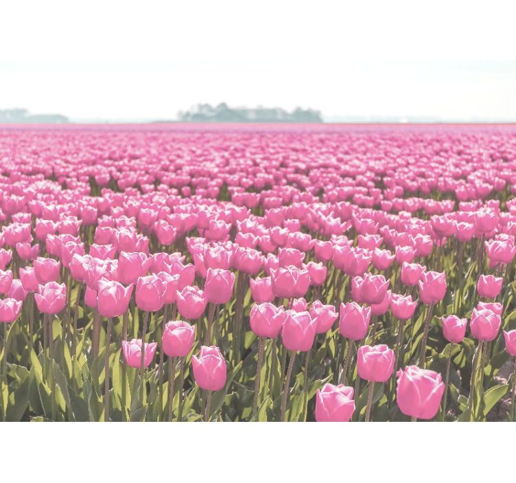 Tapisserie coquelicots champs de tulipes roses - TenStickers