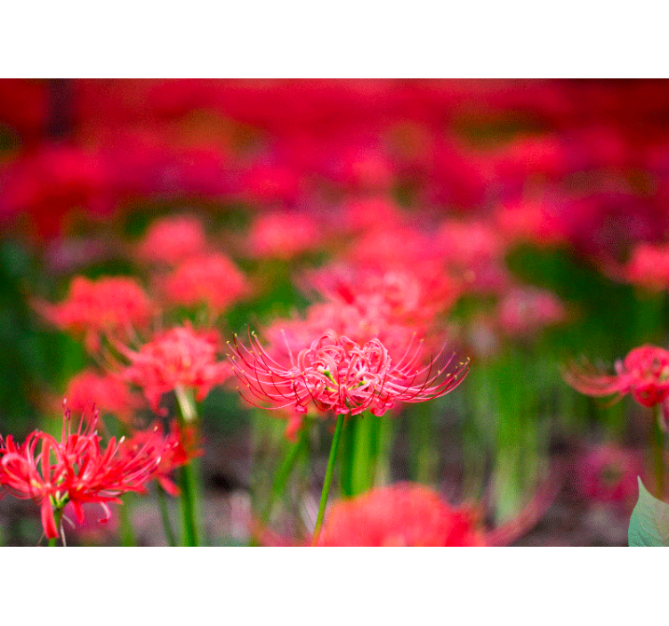 Tapisserie coquelicots fleurs Écarlates vivantes - TenStickers