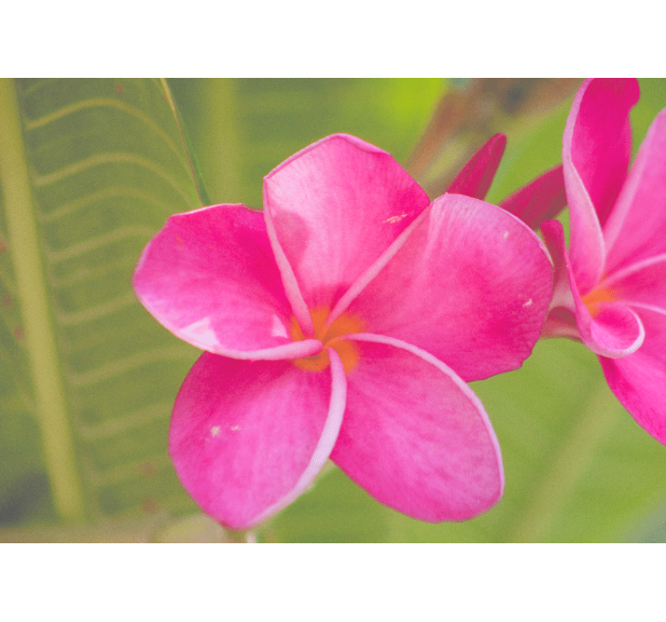 Tapisserie fleur accent rose - TenStickers