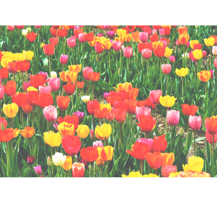 Tapisserie fleur champ de tulipes en fleurs - TenStickers
