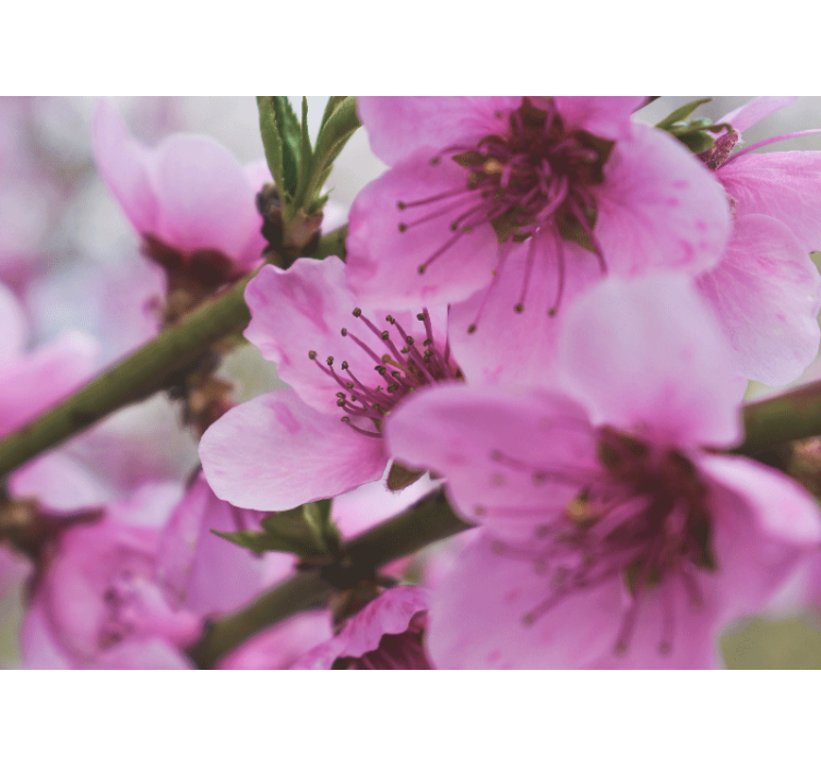 Tapisserie coquelicots fleurs roses éclatantes - TenStickers