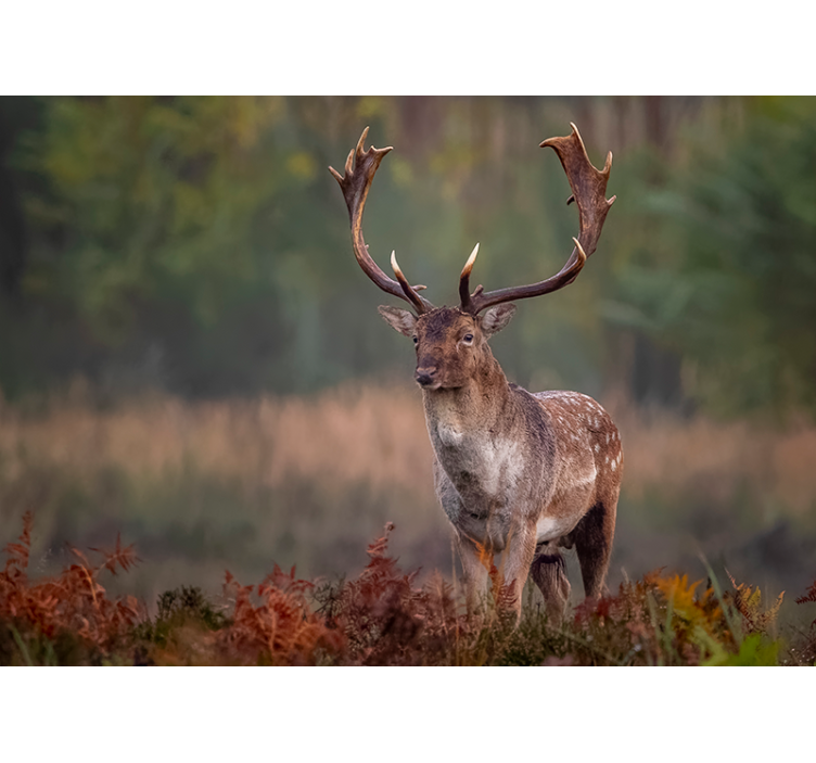Tapisserie animaux présence du cerf majestueux - TenStickers