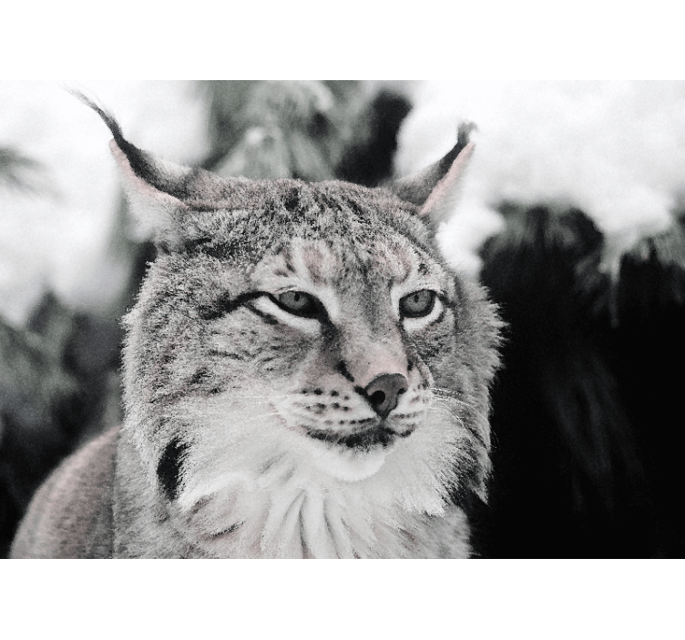 Tapisserie animaux lynx au regard intense - TenStickers