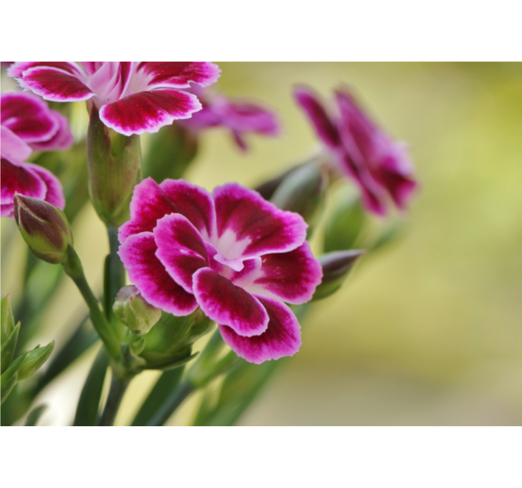 Tapisserie coquelicots Éclat floral - TenStickers