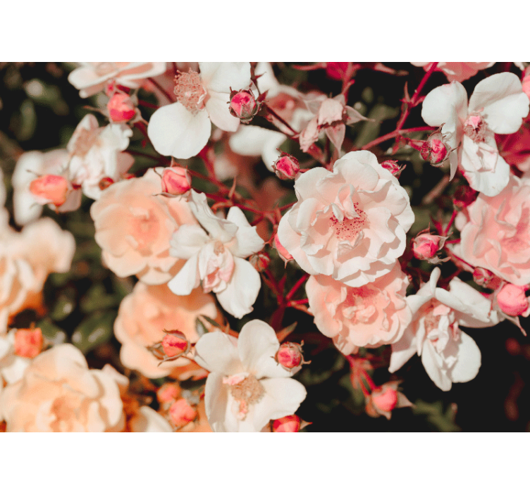 Tapisserie fleur pétales de rose en fleurs - TenStickers