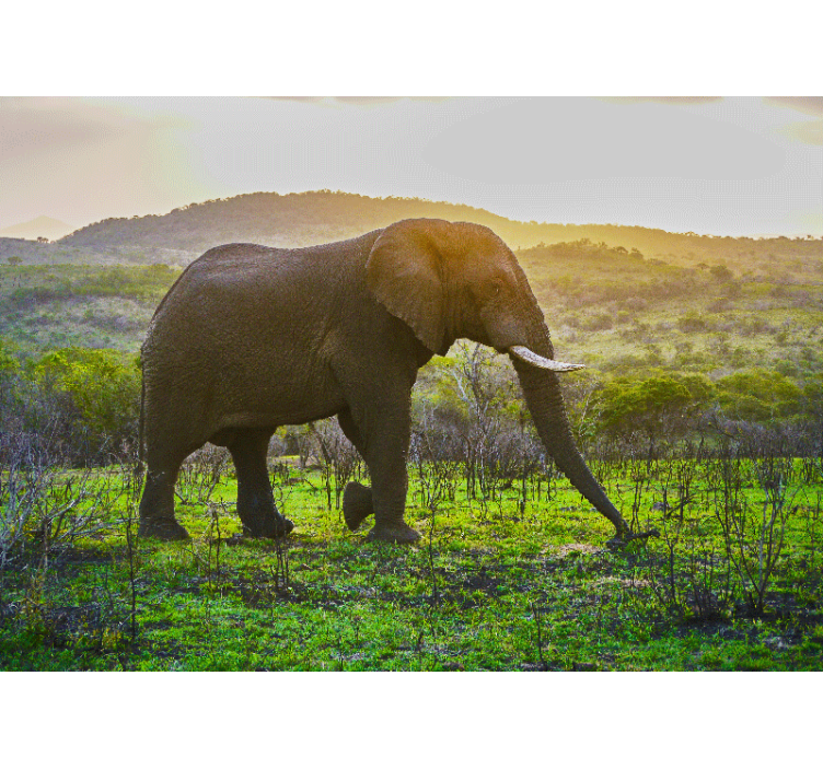 Tapisserie animaux scène majestueuse d'éléphants - TenStickers