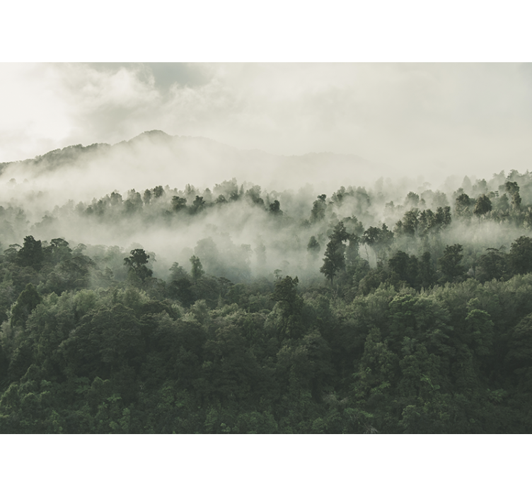 Papier peint mural forets Forêt avec du brouillard d'en haut - TenStickers