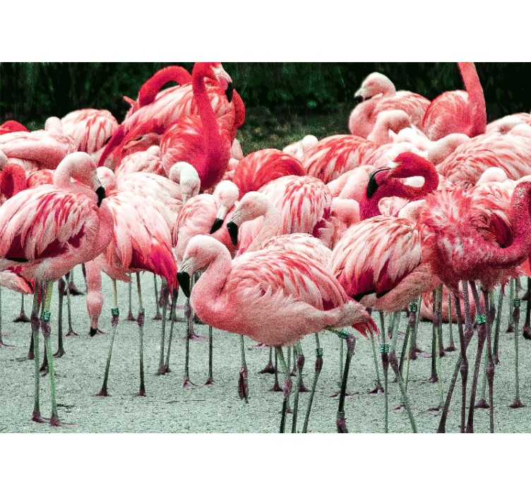 Tapisserie animaux flock de flamants roses - TenStickers