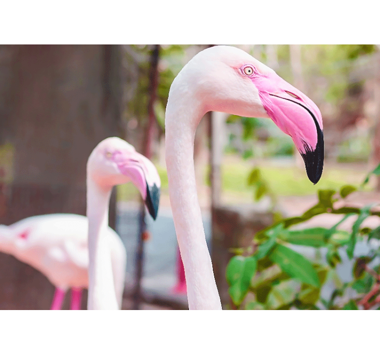 Tapisserie autres animaux paire de flamants Élégants - TenStickers