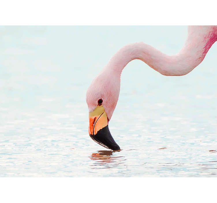 Tapisserie autres animaux flamant rose reflet d'eau - TenStickers