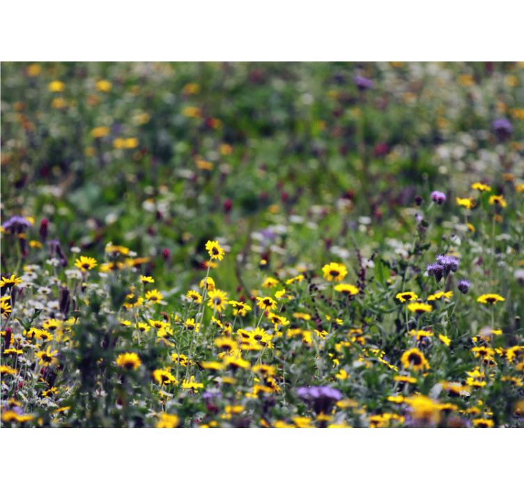 Tapisserie fleur prairie ensoleillée - TenStickers
