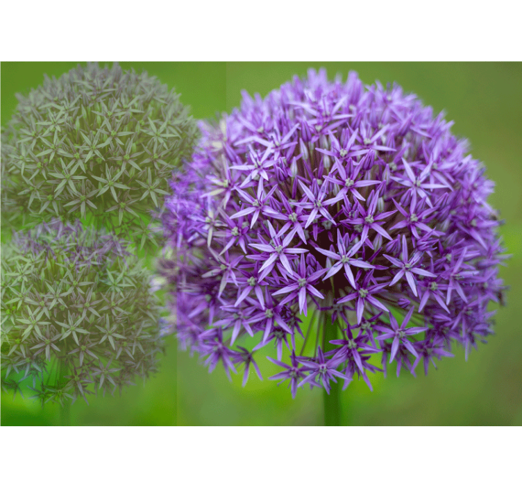 Tapisserie coquelicots arrangement floral violet - TenStickers