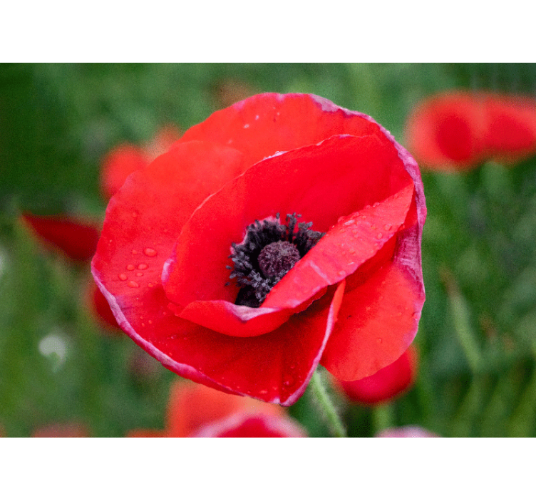 Tapisserie coquelicots fleur de coquelicot rouge - TenStickers