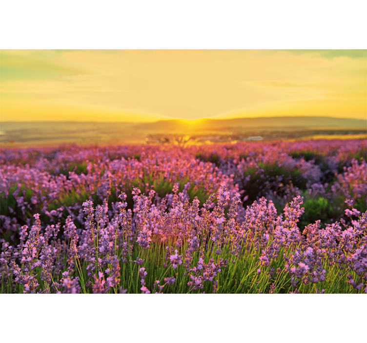 Tapisserie fleur prairie de lavande au crépuscule - TenStickers