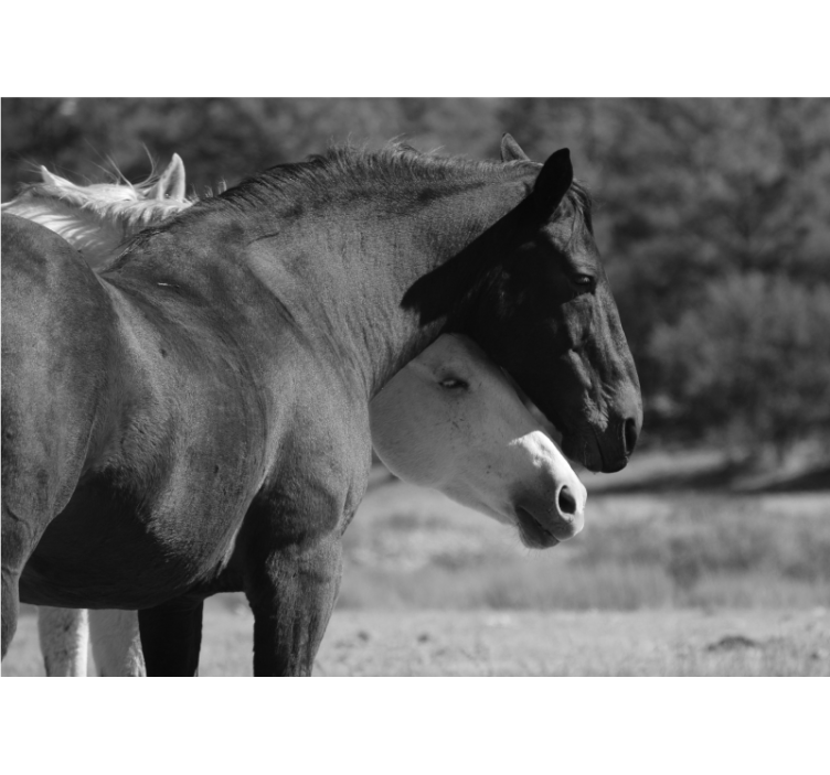 Tapisserie animaux complicité équestre - TenStickers