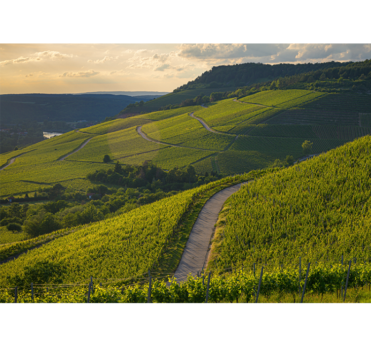 Tapisserie paysage pentes de vignoble - TenStickers