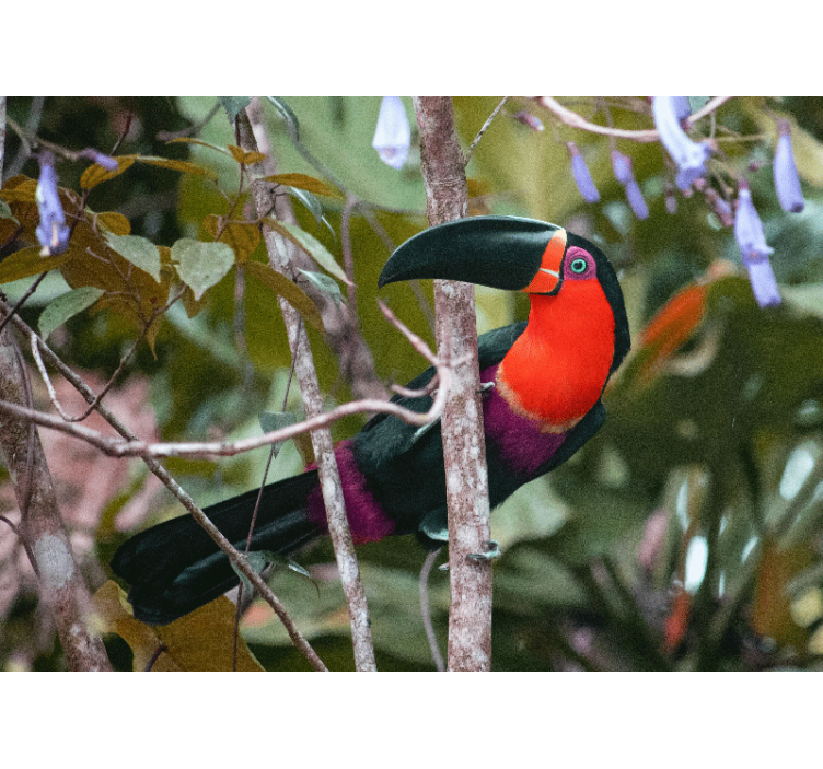 Tapisserie animaux affichage de toucan coloré - TenStickers