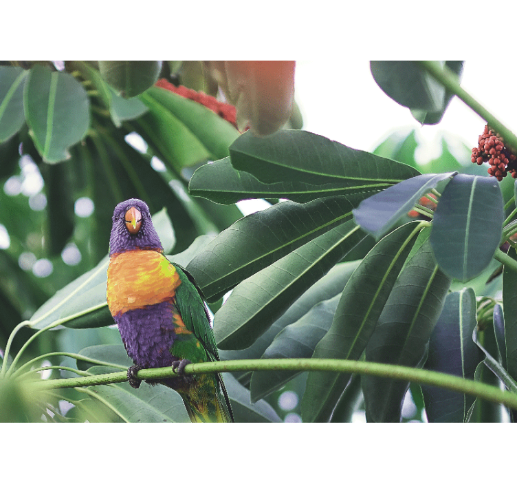 Tapisserie animaux perroquet coloré perché - TenStickers