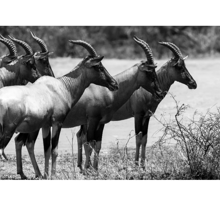 Tapisserie animaux hardes d'antilopes africaines - TenStickers