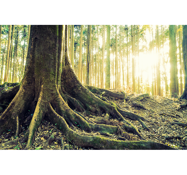 Tapisserie forêt racines d'arbre ensoleillées - TenStickers