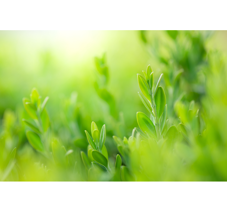 Tapisserie nature verdure luxuriante en gros plan - TenStickers