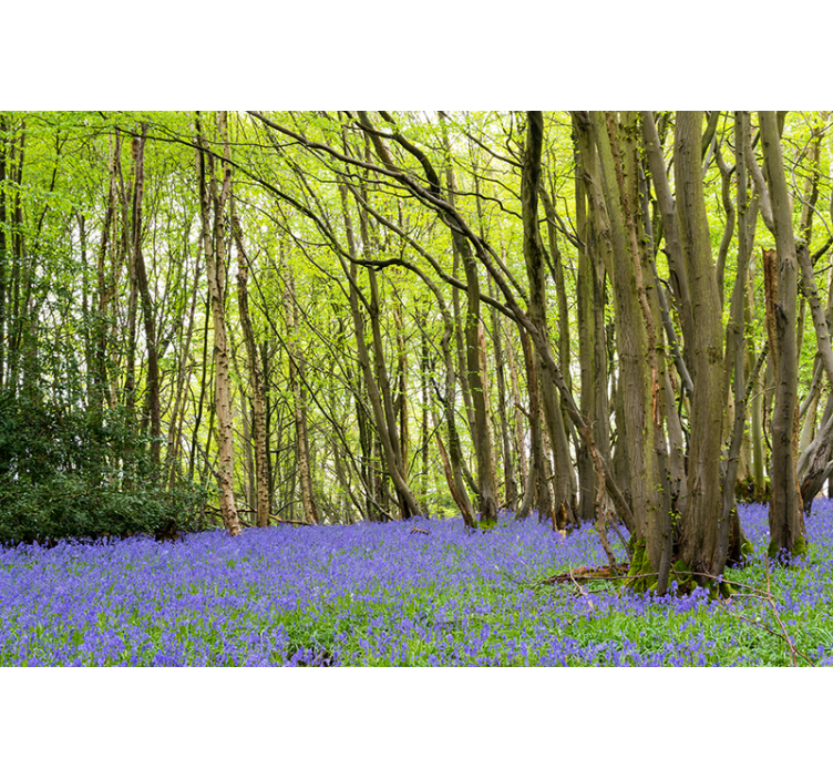 Papier peint nature Fleurs de bluebell en forêt - TenStickers