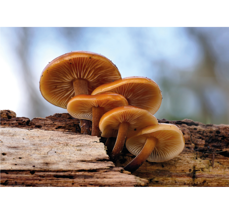 Tapisserie fleur champignon en bouquet - TenStickers