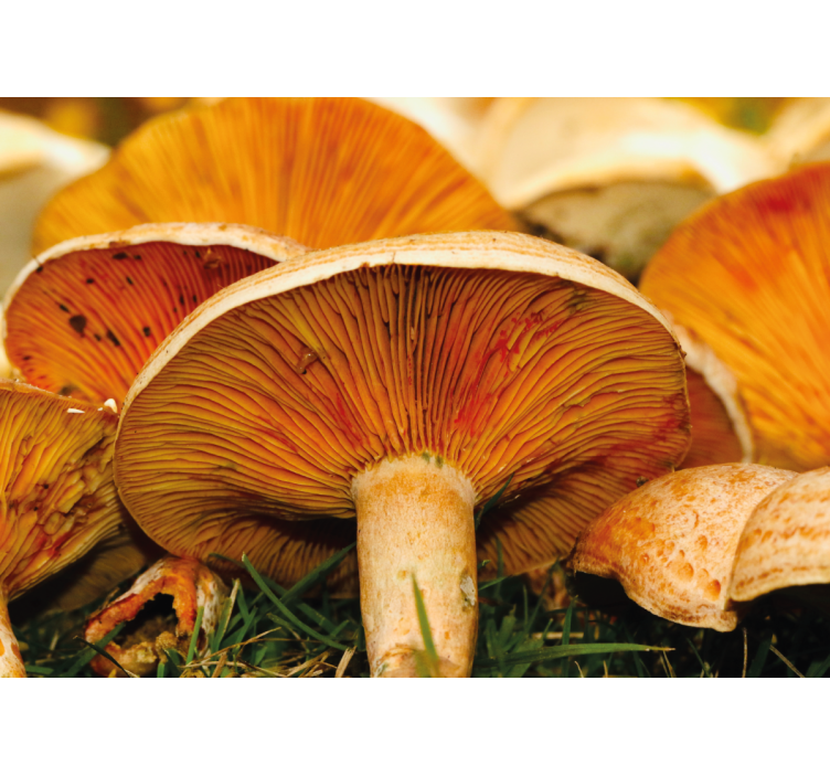 Tapisserie fleur scène de forêt de champignons - TenStickers
