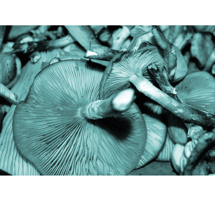 Tapisserie nature bouquet de champignons - TenStickers