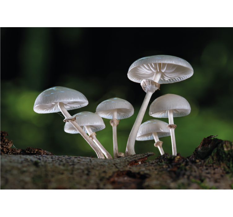 Tapisserie nature croissance de champignons - TenStickers