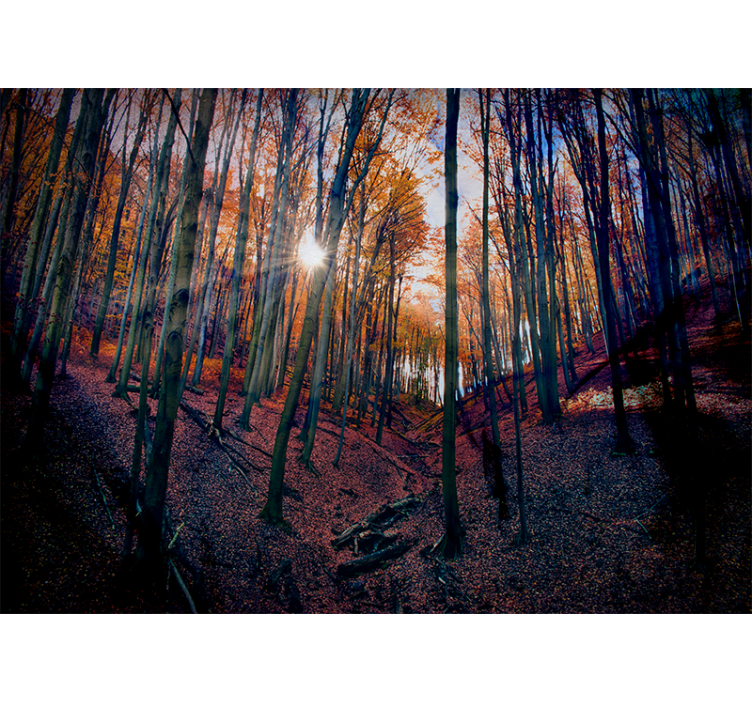 Papier peint mural forets Automne et soleil - TenStickers