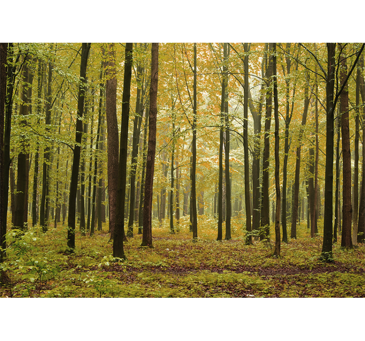 Tapisserie forêt paysage woodland d'automne - TenStickers