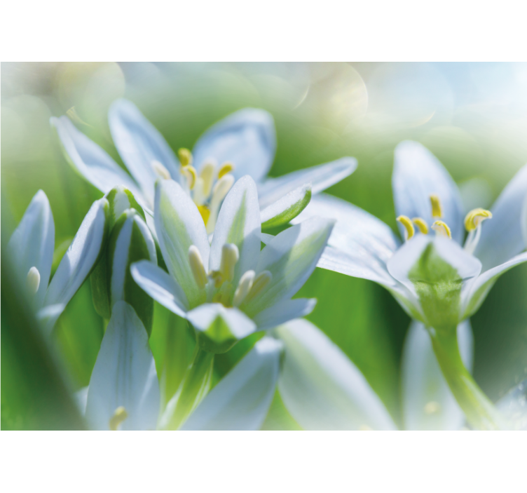 Tapisserie fleur fleurs blanches douces - TenStickers