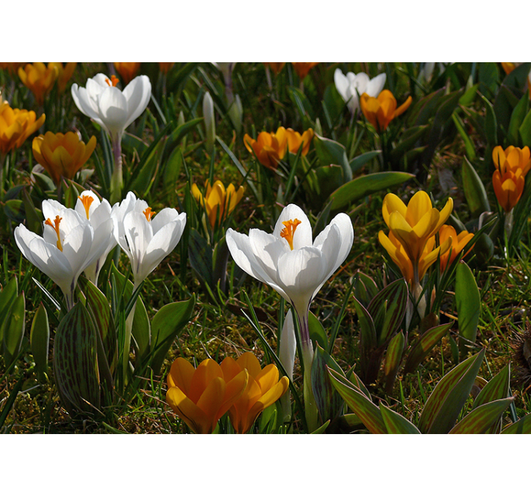 Tapisserie fleur crocus en pleine floraison - TenStickers