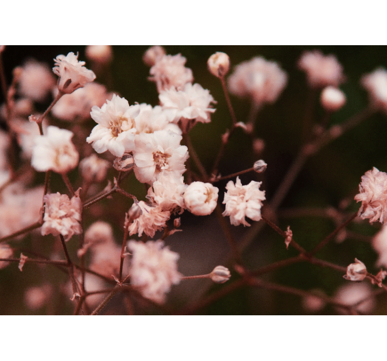 Tapisserie fleur fleurs délicates en pleine floraison - TenStickers