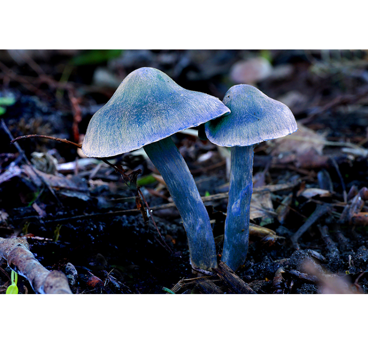 Tapisserie nature formes de champignons uniques - TenStickers