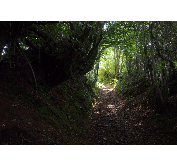 Papier peint mural arbres Tunnel forestier nature - TenStickers