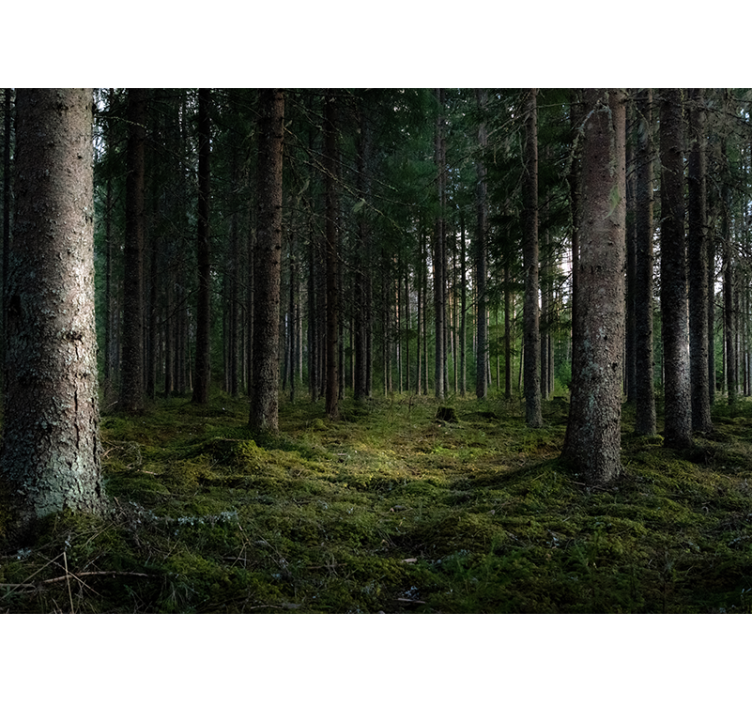 Tapisserie forêt paysage serein - TenStickers