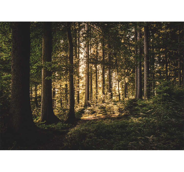 Tapisserie forêt chemin lumineux en forêt - TenStickers