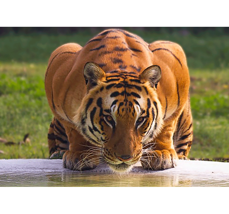 Tapisserie animaux tigre royal en pose - TenStickers