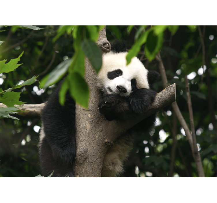 Tapisserie animaux panda se reposant sur un arbre - TenStickers