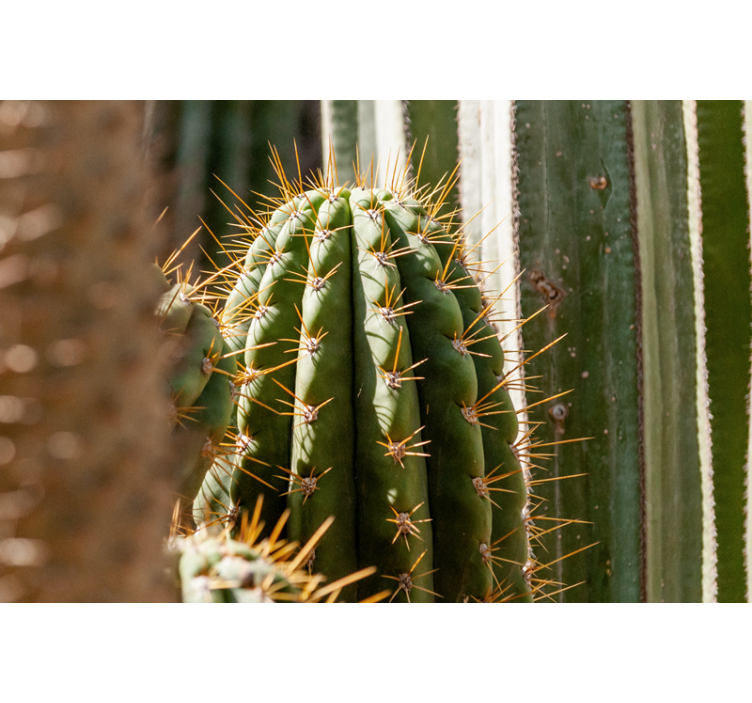 Tapisserie désert gros plan sur un cactus - TenStickers