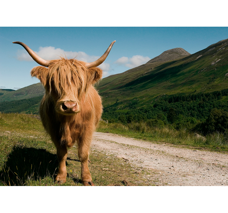 Tapisserie animaux portrait de bovins des highlands - TenStickers