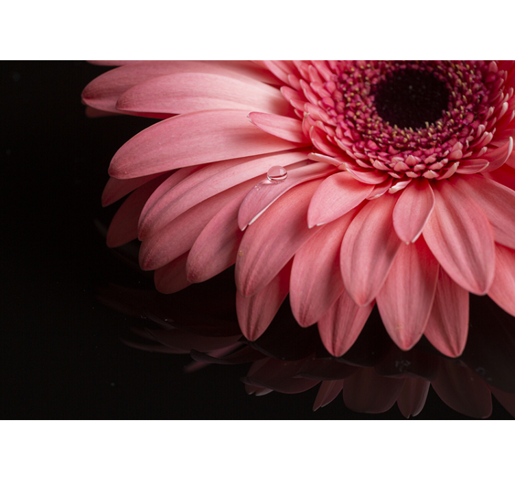 Tapisserie fleur gros plan de pétales de gerbera - TenStickers