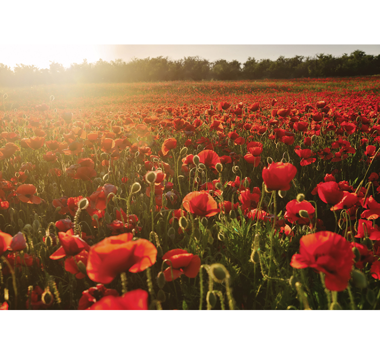Tapisserie coquelicots champs fleuris - TenStickers