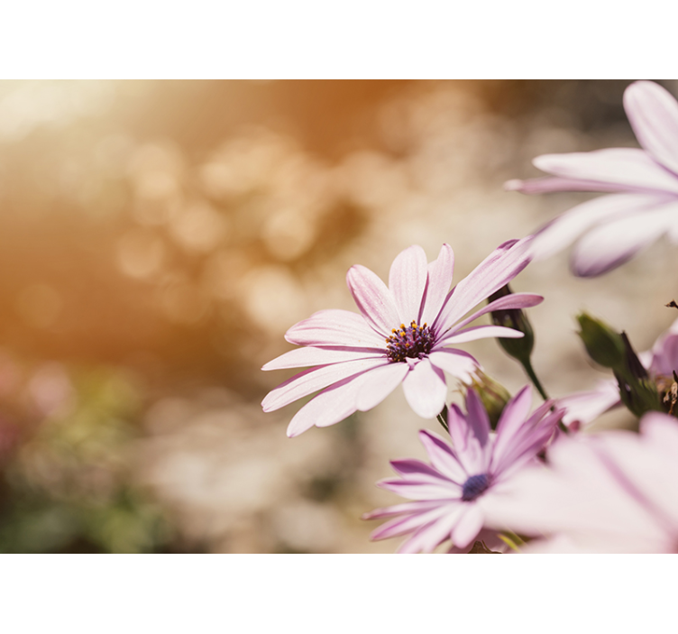 Tapisserie fleur Épanouissement de fleurs roses - TenStickers