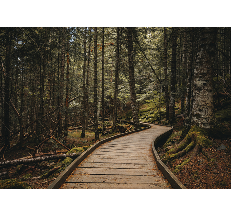 Tapisserie forêt chemin boisé - TenStickers