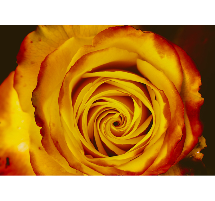 Papier peint 3D Fleur avec différentes nuances de couleur - TenStickers
